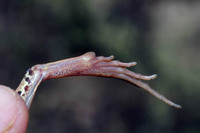 Large metatarsal tubercle
