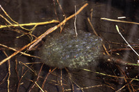 Egg clump attached around twig. April 2005, Serra San Bruno, Calabria, IT