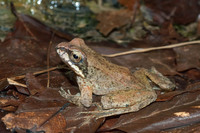 May 2012, Iraty forest, dept. Pyrénées-Atlantiques, FR