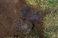 Egg clumps. May 2005, Perelik, Smoljan, BG
