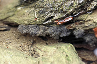 Egg clump. March 2005, Bosco Magnano, PN del Pollino, Basilicata, IT