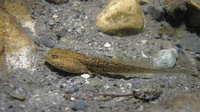 Tadpole. June 2015, Papasidero, Calabria, IT
