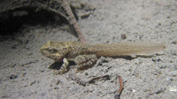 Tadpole near complete metamorphosis. June 2015, Papasidero, Calabria, IT