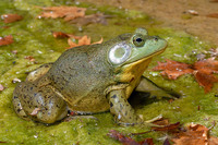 Adult male. June 2009, Lake Agia, Crete, GR