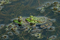Amplexus mistake with Edible Frog. June 2006, Zammels Broek, Westerlo, BE
