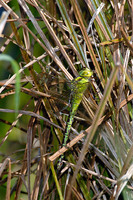 Female. August 2009, Ouderkerk a/d IJssel, NL