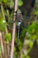 Male. June 2012, River Aheloy, Burgas, BG