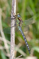 Male. May 2011, Woldlakebos, NL