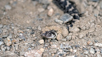 Chisel-like snout snout. October 2009, Samos, Dodecanese, GR