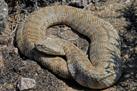 Adult. May 2006, Milos, Western Cyclades, GR