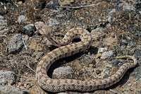 Juvenile. May 2006, Milos, Western Cyclades, GR