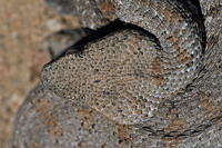 No large scales on top of the head, supraocular divided