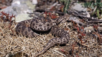 Juvenile. May 2004, Avantas, Thrace, GR