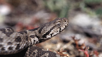 Juvenile. May 2004, Avantas, Thrace, GR