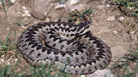 May 2004, Pindos Mountains, Ipiros, GR