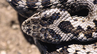 Large scales on top of the head