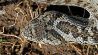 Large scales on top of the head, one apical touching rostral scale