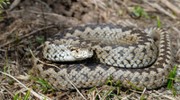 V. u. macrops. May 2008, Biogradska Gora, ME