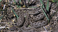 V. u. moldavica. May 2002, Grindul Letea, Danube Delta, RO