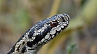 V. u. moldavica. May 2007, Grindul Saraturile, Danube Delta, RO