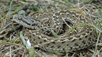 V. u. moldavica. May 2007, Valea lui David, Iasi, RO
