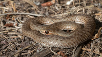 Juvenile. June 2017, Achaia, Peloponnesos, GR