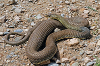 Adult male. April 2006, Murcia, ES