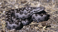 Nominate subsp. September 2005, Sierra de Gredos, Castilla la Vieja, ES