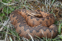 Nominate subsp. April 2012, Burgos, Castilia Leon, ES