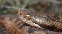 Distinct horn on the snout