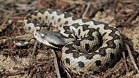 V. l. gaditana. April 2006, Cota Doñana, Andalusia, ES