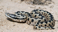 V. l. gaditana. April 2006, Cota Doñana, Andalusia, ES
