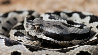 Horn on the snout usually more developped than nominate subsp.