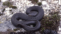 Nominate subsp. melanistic individual. September 2000, Lamas de Mouro, Melgaço, PT