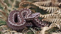 Nominate subsp. Bilineata morph. July 2004, Iraty forest, dept. Pyrénées-Atlantiques, FR