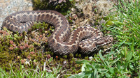May 2012, Iraty forest, dept. Pyrénées-Atlantiques, FR