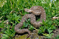 Nominate subsp. April 2008, Ada Island, ME