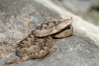 Nominate subsp. formerly k.a. V. a. gregorwallneri. July 2010, Arnoldstein, Kärnten, AT
