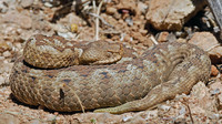 V. a. meridionalis. June 2006, Keratea, Attica, GR