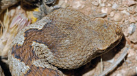 Broad, large supraocular scale, no other large scales on top of the head.