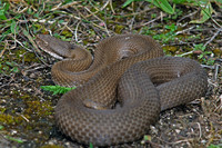 Nominate subsp. uniformly coloured. August 2006, Mécrin, dept. Meuse, FR