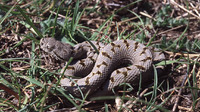 Nominate subsp. June 2002, near Mont Ventoux, dept. Vaucluse, FR