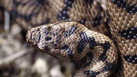 Several larger scales on top of the head