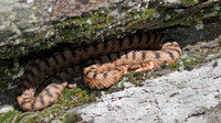 V. a. 'atra'. July 2016, Campello Monti, Valstrona, Piemonte, IT