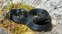 Melanistic individuals very common in V. a. 'atra'. July 2016, Boltigen, Bern, CH