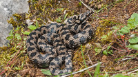V. a. 'atra', often heavily marked. July 2016, Boltigen, Bern, CH