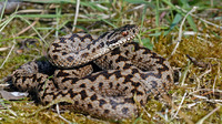 Nominate subsp. male. April 2007, Romedenne, BE