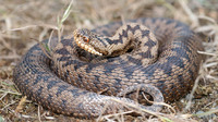Nominate subsp. female. May 2011, Romedenne, BE