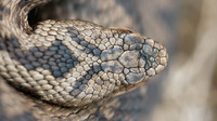 Large scales on top of the head, two apical scales touching rostral scale