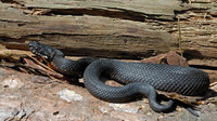 Adult V. b. nikolskii. May 2007, Barnova forest, Iasi, RO